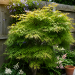 Javor dlaňolistý (Acer palmatum) ´EMERALD LACE´ - výška 40-60 cm, kont. C1,5L